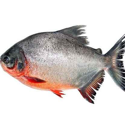 Cá chim nấu cà chua xanh / nấu ngót