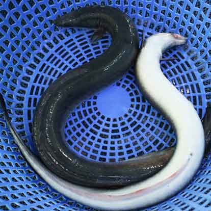 Chình suối: Nướng / nấu nước khoáng / Nấu măng chua / om chuối