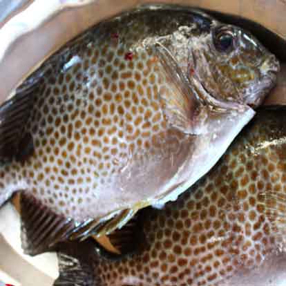 Cá dìa nấu lá giang