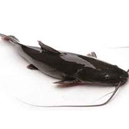 Cá lăng: Nướng / nấu chua