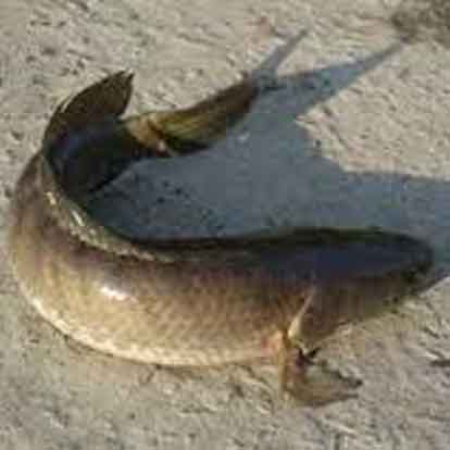 Cá lóc chiên gừng