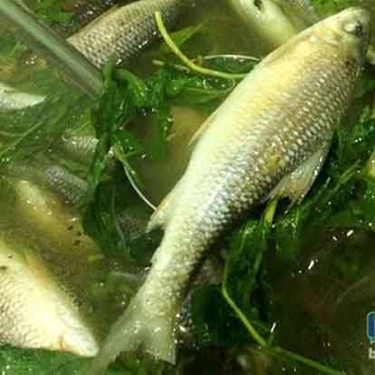 Cá niên nấu rau răm