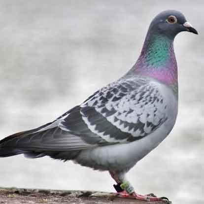 Bồ câu hầm đậu đen