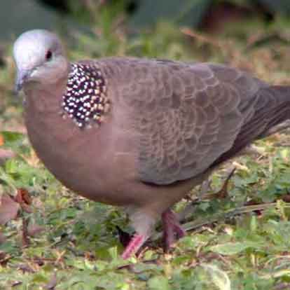 Cu đất hầm đậu đen