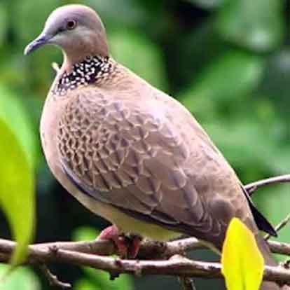 Cu đất nướng dân dã