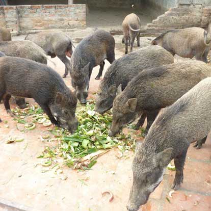 Đặc biệt nhận tiệc heo Ki sống