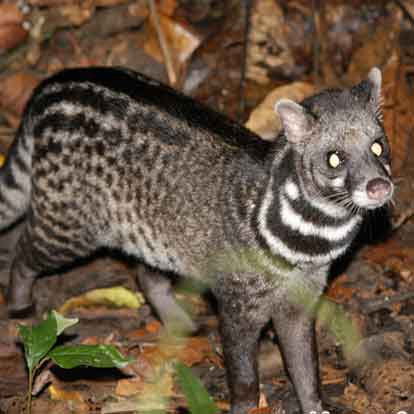 Chồn hương: Dồi, hấp, giả cầy