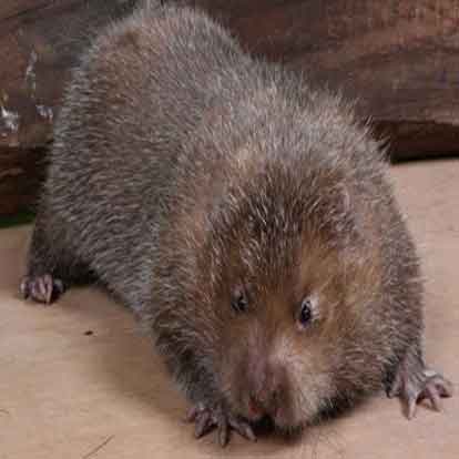 Duối: Lòng chưng