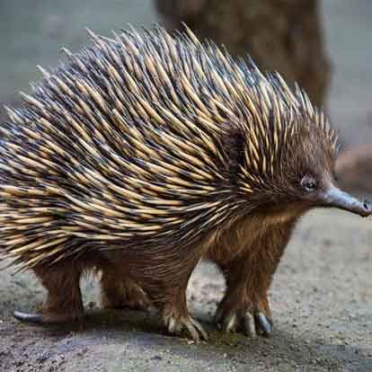 Nhím: lòng nấu đắng, Hấp, nướng, nấu măng, khoai sọ