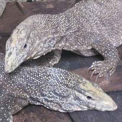 Kì đà: tiết, mật pha rượu, hấp, nấu măng, giả cầy, khoai sọ