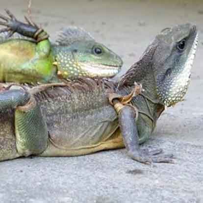 Kỳ tôm: Nướng, cháo nén nghệ