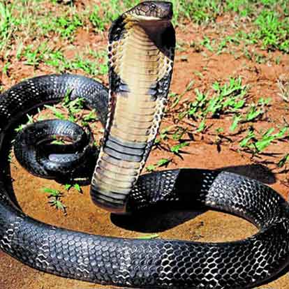 Rắn: tiết mật pha rượu / lòng xào / da chiên